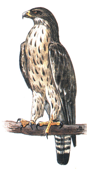 78.   - Hieraaetus fasciatus
