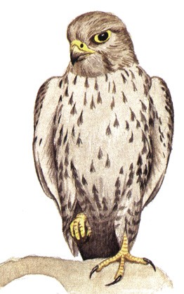 98. Балобан - Falco cherrug