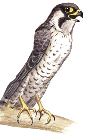 100. Сапсан - Falco peregrinus