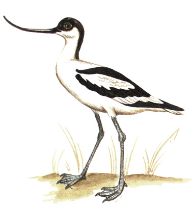 146.  - Recurvirostra avosetta