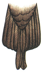 177. Средний поморник - Stercorarius pomarinus