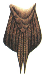 178. Короткохвостый поморник - Stercorarius parasiticus