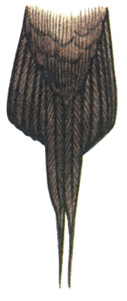 179. Длиннохвостый поморник - Stercorarius longicaudus