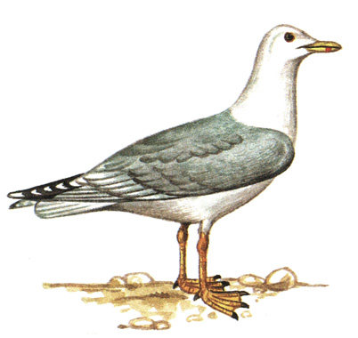 182. Серебристая чайка - Larus argentatus