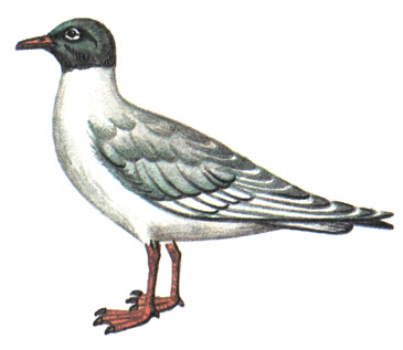188. Черноголовая чайка - Larus melanocephalus
