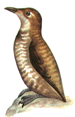 205.   - Brachyramphus marmoratus