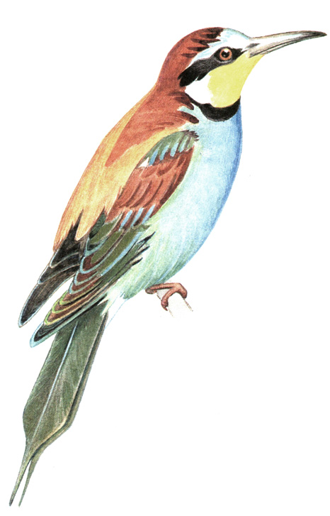 254. Золотистая щурка - Merops apiaster