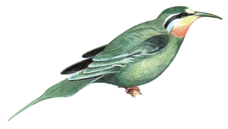 255. Зеленая щурка - Merops superciliosus
