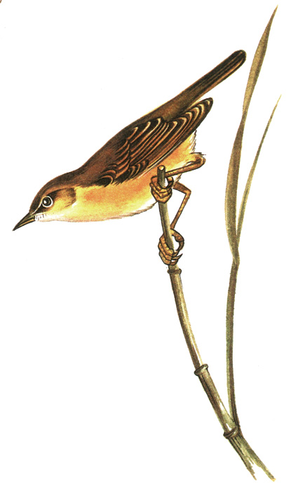 351.   - Acrocephalus palustris