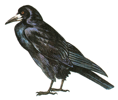 429.  - Corvus frugilegus