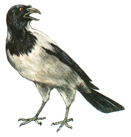 430.   - Corvus cornix
