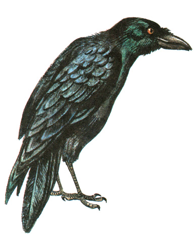 431.  - Corvus corax
