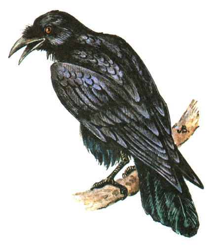 432.   - Corvus macrorhynchos