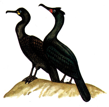 436.   - Phalacrocorax pelagicus