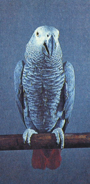 Жако, или серый попугай. Фото И. Мухина