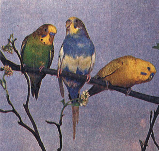Волнистые попугайчики. Фото Э. Назарова