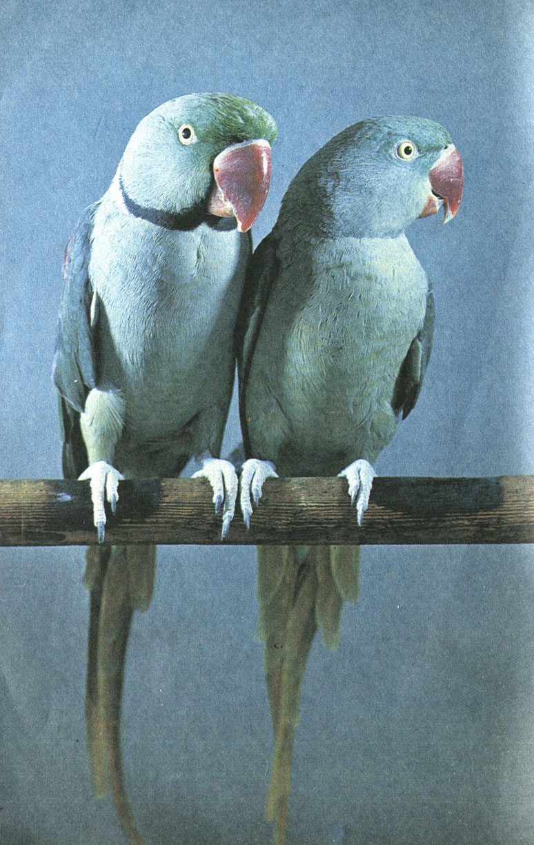 Большие ожерелове попугаи. Фотоэтюд И. Мухина