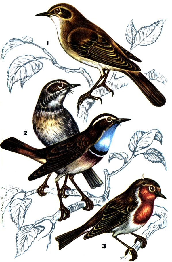 1 - соловей; 2 - варакушка белозвездная: самец (на переднем плане) и самка; 3 - зарянка