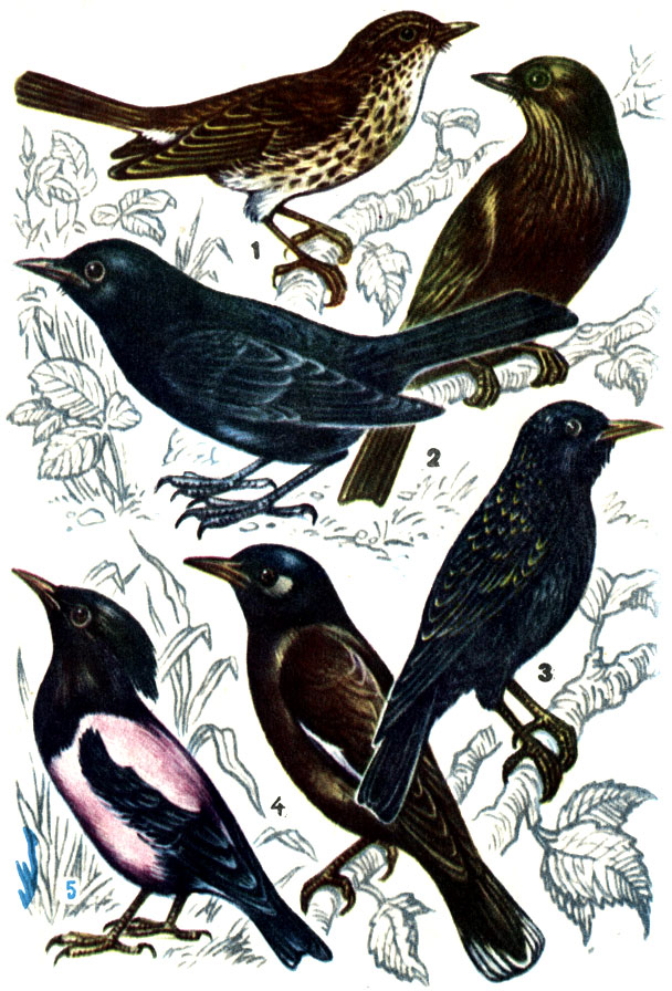 1 - певчий дрозд; 2 - черный дрозд: самец (внизу) и самка; 3 - обыкновенный скворец; 4 - майна; 5 - розовый скворец