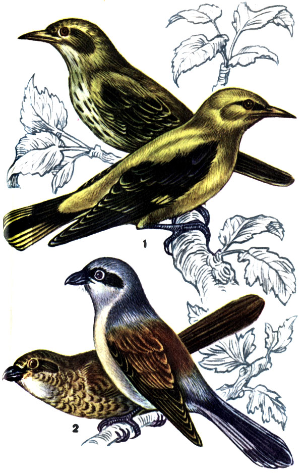 1 - иволга: самец (внизу) и самка; 2 - сорокопут-жулан; самец (на переднем плане) и самка