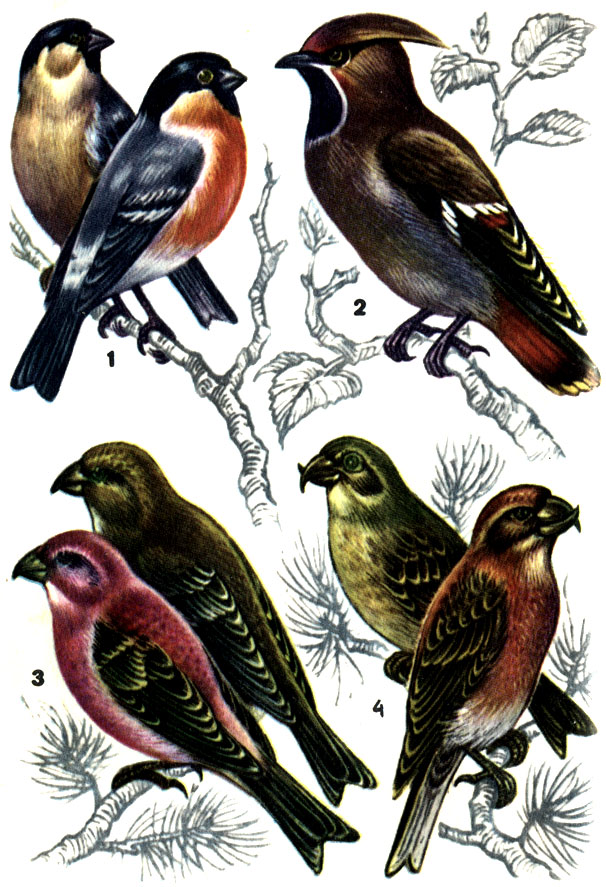 1 - снегирь: самец (справа) и самка; 2 - свиристель; 3 - щур: само; (внизу) и самка; 4 - клест-сосновик: самец (справа) и самка