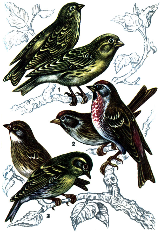 1 - дикая канарейка, или канареечный вьюрок: самец (внизу) и самка; 2 - чечетка: самец (слева) и самка; 3 - чиж: самец (внизу) и самка