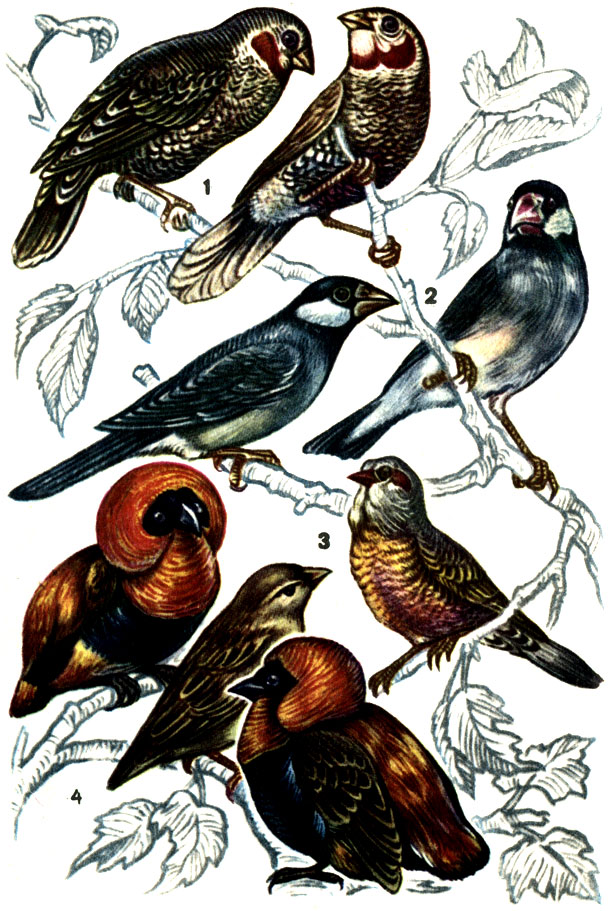1 - полосатые амадины; 2 - рисовки; 3 - седая астрильда; 4 - огненные ткачики (огненные вьюрки): самцы и самка (в центре)