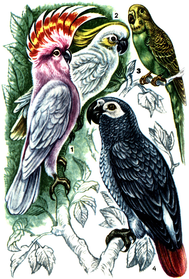 Попугаи: 1 - какаду инка; 2 - золотисто-щекий какаду; 3 - волнистый; 4 - жако