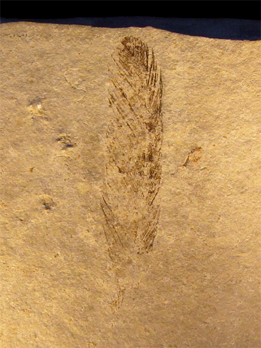 https://upload.wikimedia.org/wikipedia/commons/thumb/4/45/Archaeopteryx_%28Feather%29.jpg/800px-Archaeopteryx_%28Feather%29.jpg